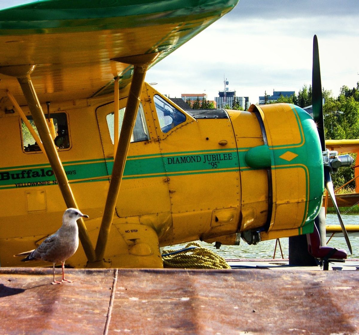 The yellow N3N biplane on floats, with a seagull perched on the dock